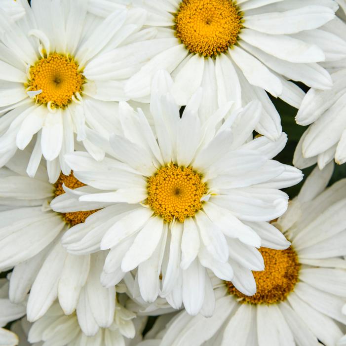 AMAZING DAISIES® DREAM BIG SHASTA DAISY