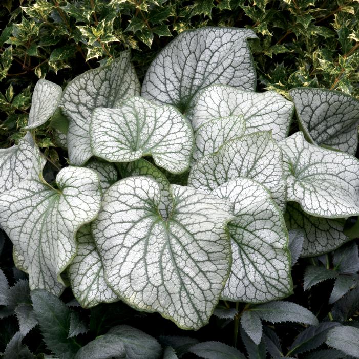 ALEXANDER'S GREAT BRUNNERA