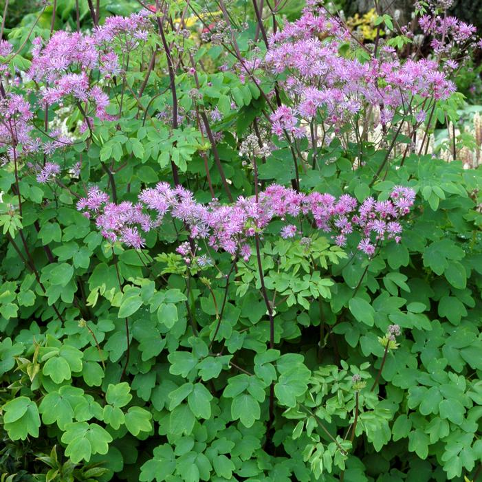 BLACK STOCKINGS MEADOW RUE