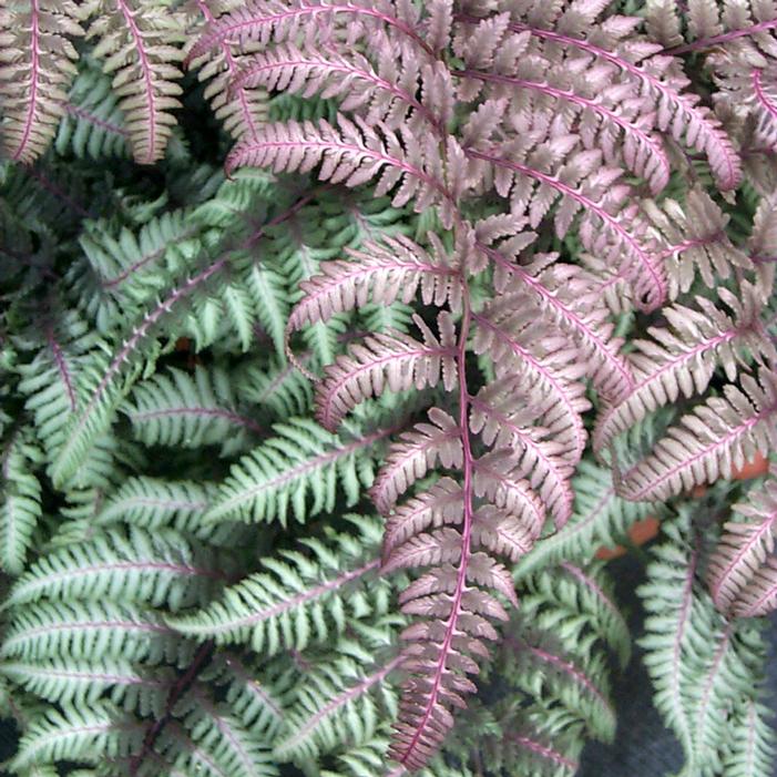 BURGUNDY LACE JAPANESE PAINTED FERN