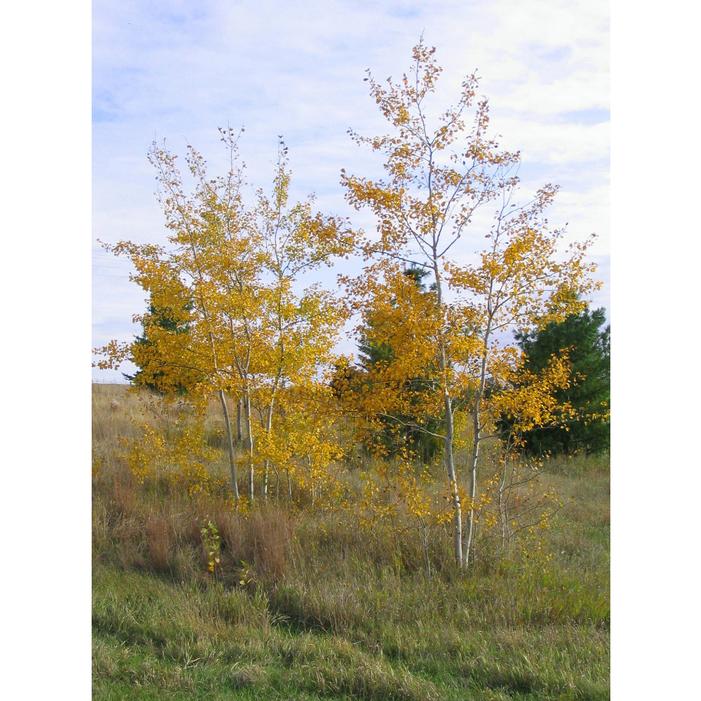 PRAIRIE GOLD® ASPEN