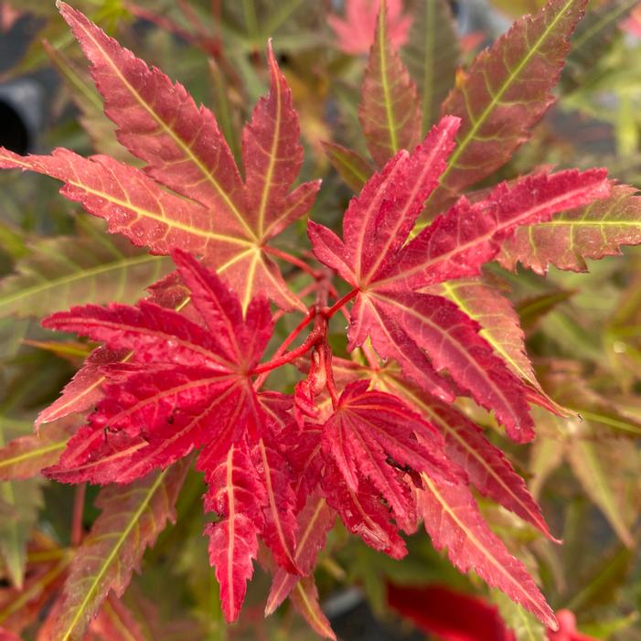 HOT CHANA® JAPANESE MAPLE