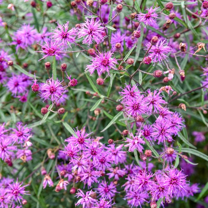 Image property of and used with permission from Walters Gardens
