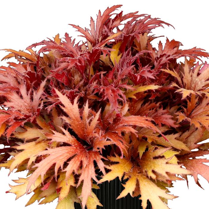 Image property of and used with permission from TERRA NOVA® Nurseries, Inc.