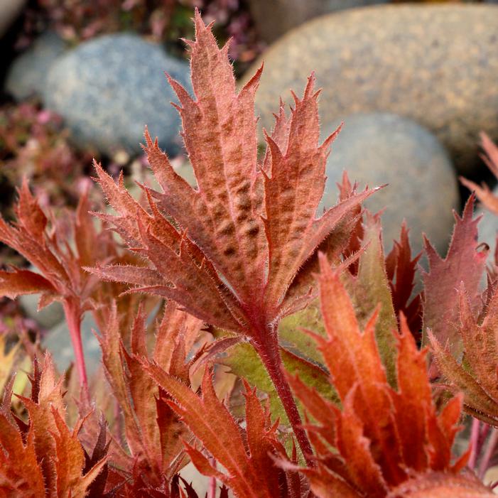 Heuchera villosa 'Amber'