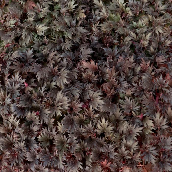 Heuchera villosa 'Jet'