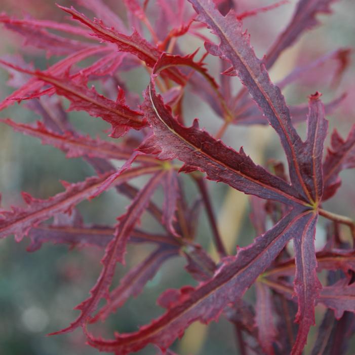 Acer palmatum 'Beni Shi En'