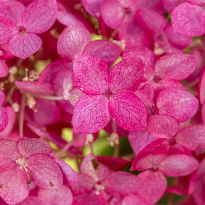 Hydrangea arborescens 'BAICZ10'