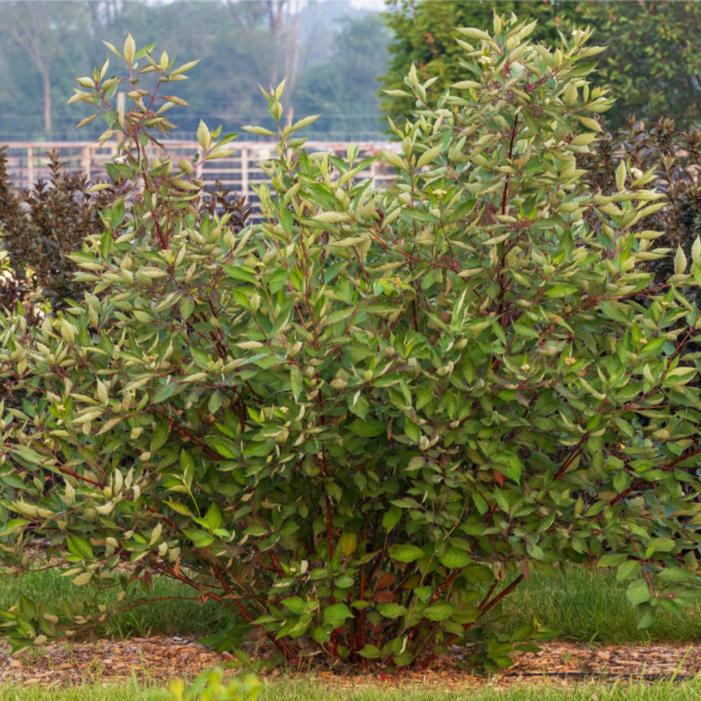 Cornus alba 'Veerpaalen3'