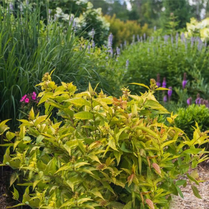 Diervilla splendens 'Baildierone'