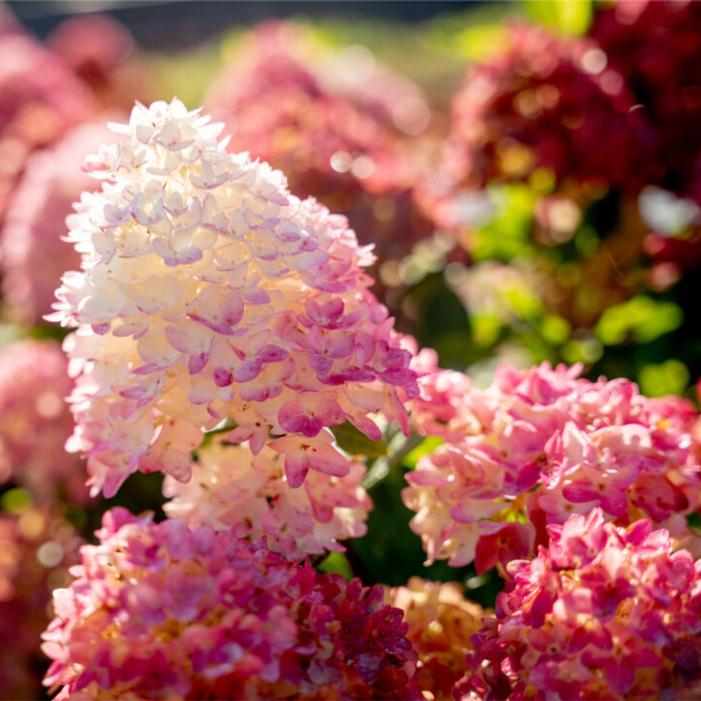 Hydrangea paniculata 'Bailpanthree'