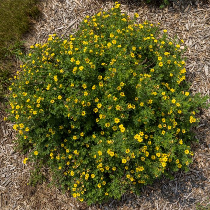 Potentilla fruticosa 'Bailpine'