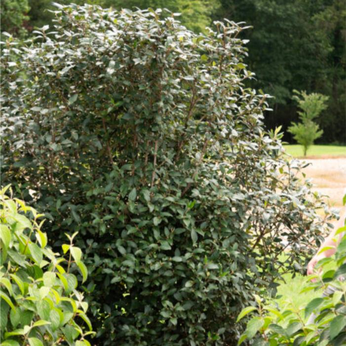 Viburnum COPY x 'Bailvibone'