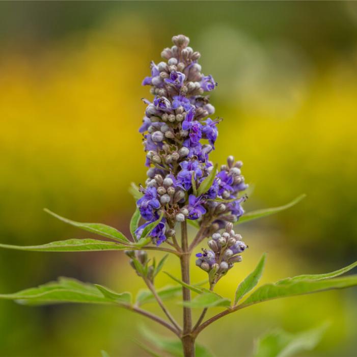 Vitex agnus-castus 'Bailtexfour'