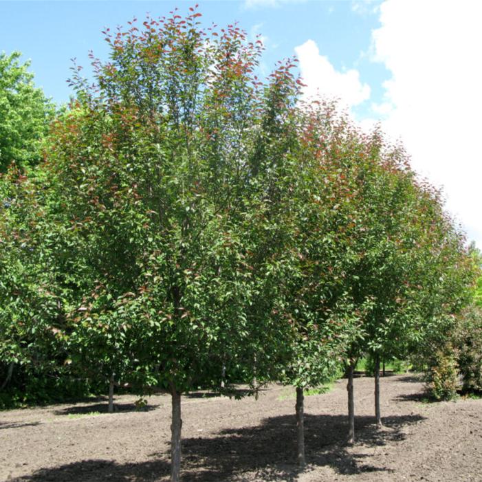 Malus x 'Durlawrence'