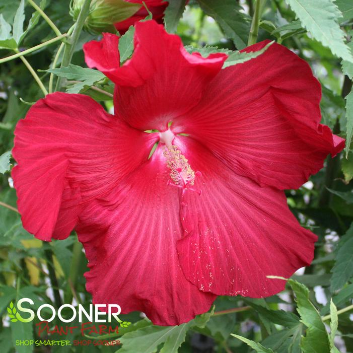 LORD BALTIMORE HARDY HIBISCUS