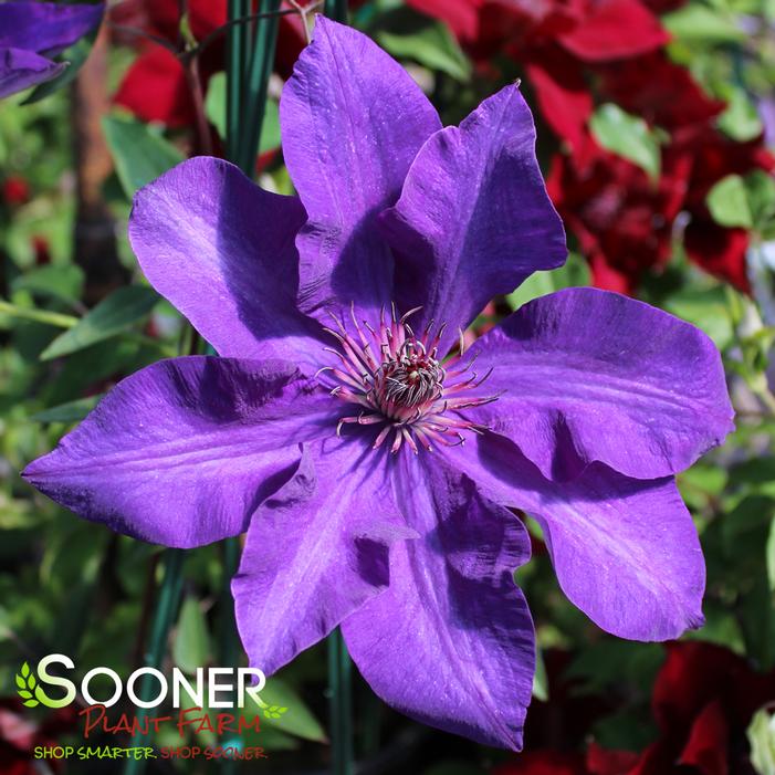 THE PRESIDENT CLEMATIS