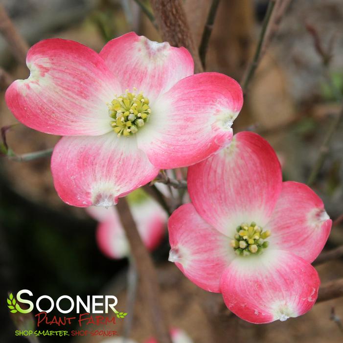 CHEROKEE BRAVE® DOGWOOD