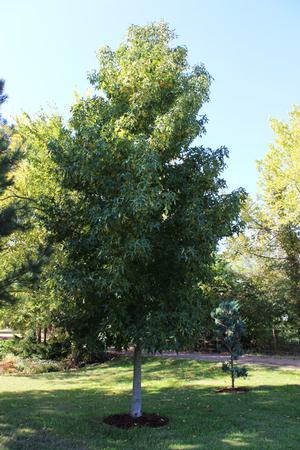GOLD DUST SWEETGUM
