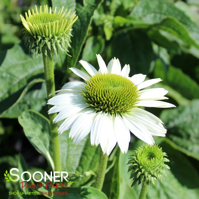 VIRGIN CONEFLOWER