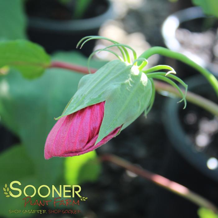 © Sooner Plant Farm, Inc. All rights reserved.