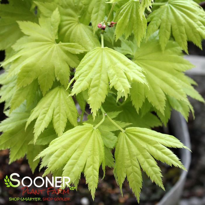 GOLDEN FULL MOON UPRIGHT JAPANESE MAPLE