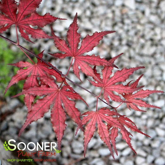 PURPLE GHOST UPRIGHT JAPANESE MAPLE