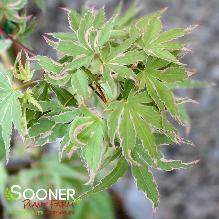 KAGIRI NISHIKI UPRIGHT JAPANESE MAPLE