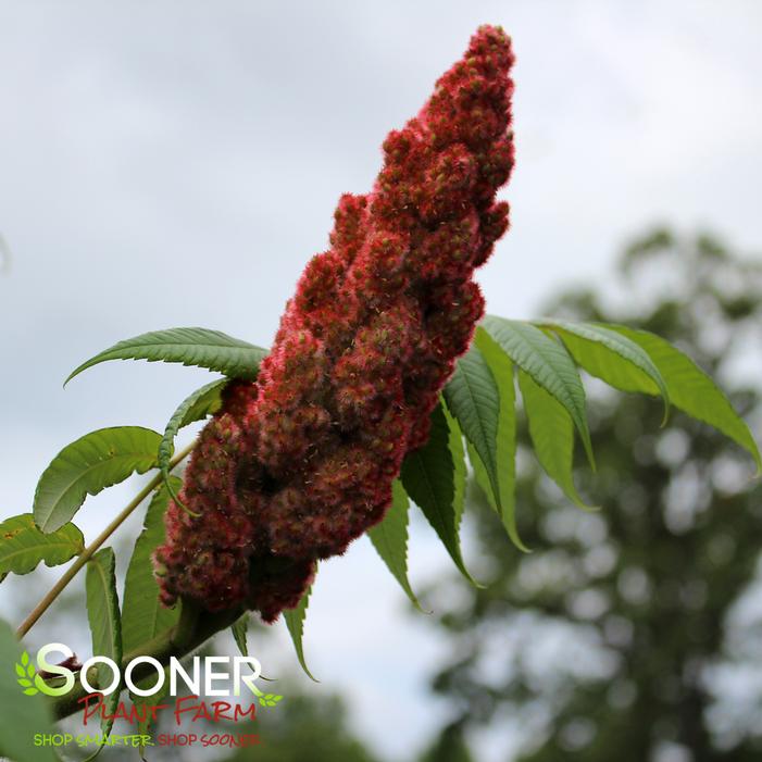 STAGHORN SUMAC