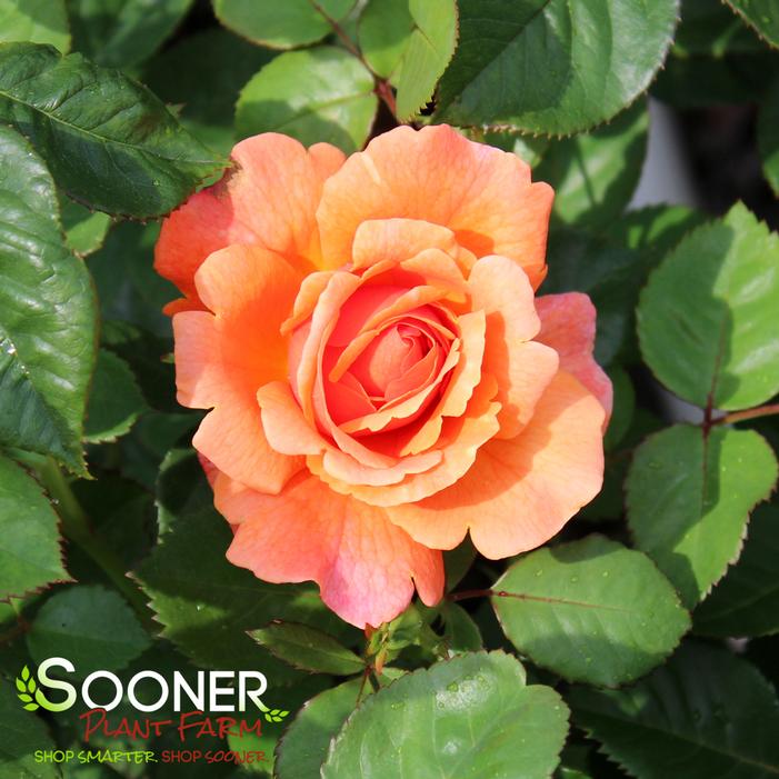 EASY DOES IT SHRUB ROSE