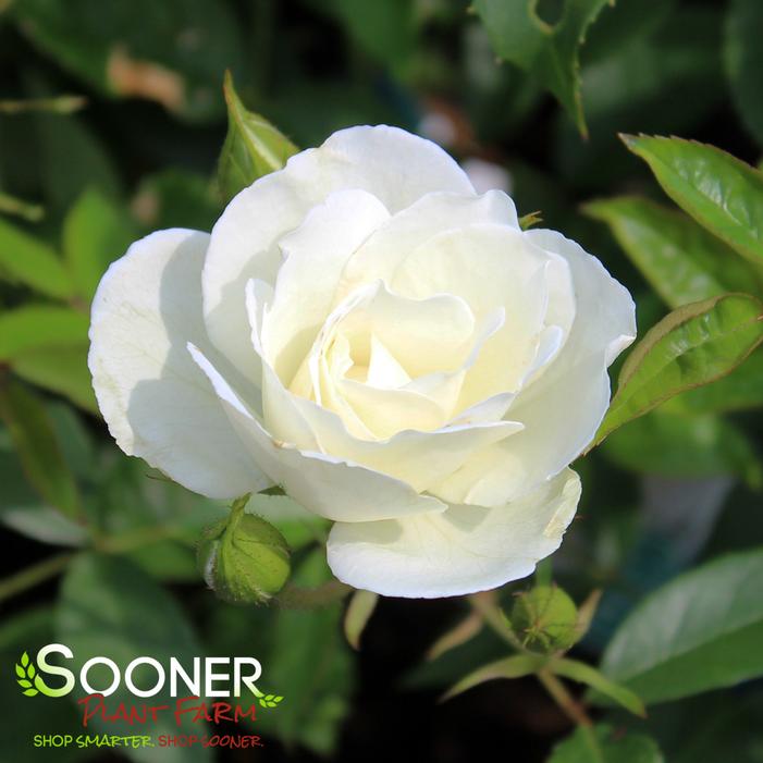 ICEBERG ROSE