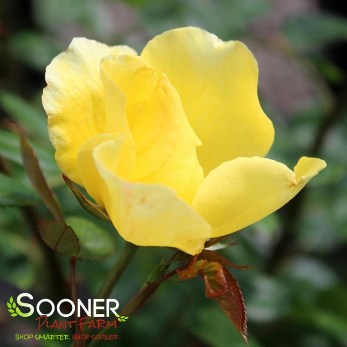 GOLDEN SHOWERS CLIMBING ROSE