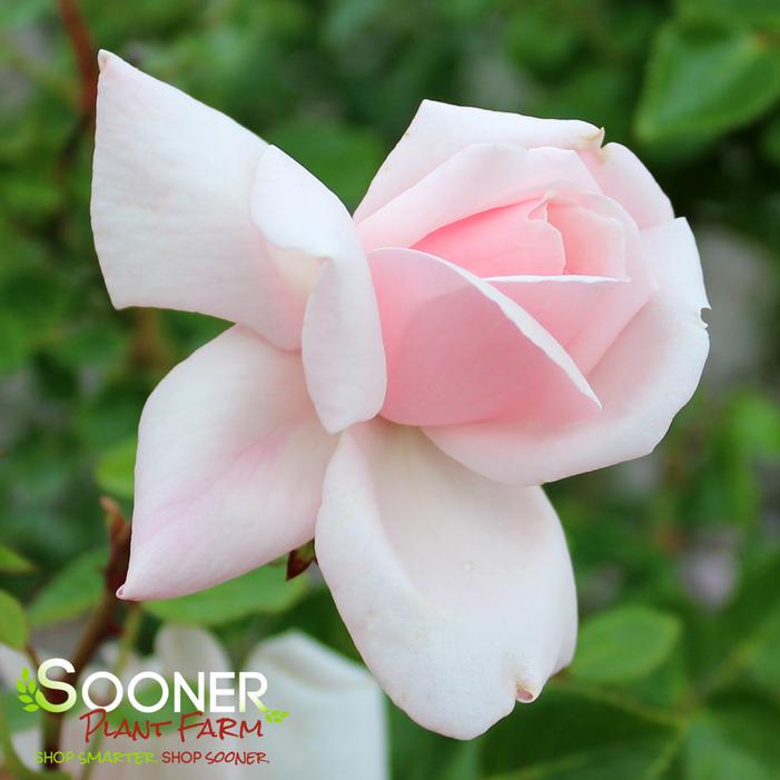 NEW DAWN CLIMBING ROSE