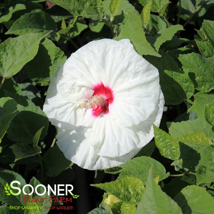 NEW OLD YELLA DWARF FLEMING™ HARDY HIBISCUS