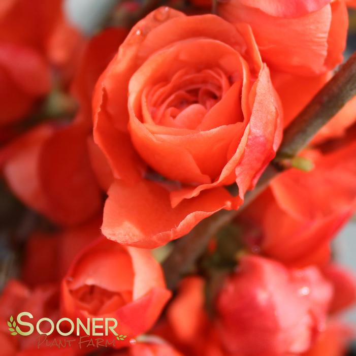 DOUBLE TAKE® ORANGE STORM QUINCE