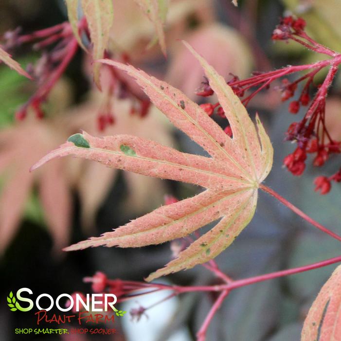 GEISHA DWARF UPRIGHT JAPANESE MAPLE