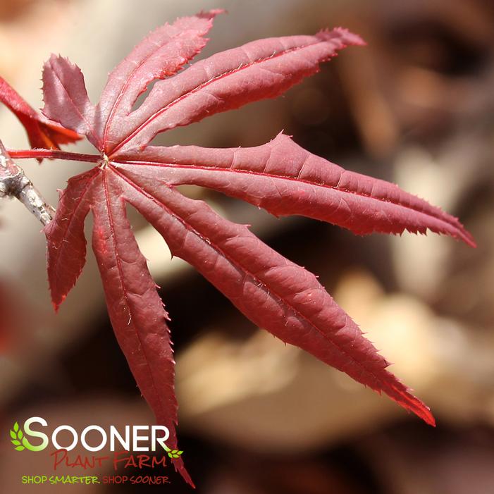 TWOMBLY'S RED SENTINEL UPRIGHT JAPANESE MAPLE