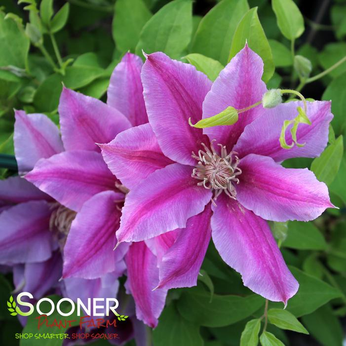 DR. RUPPEL CLEMATIS