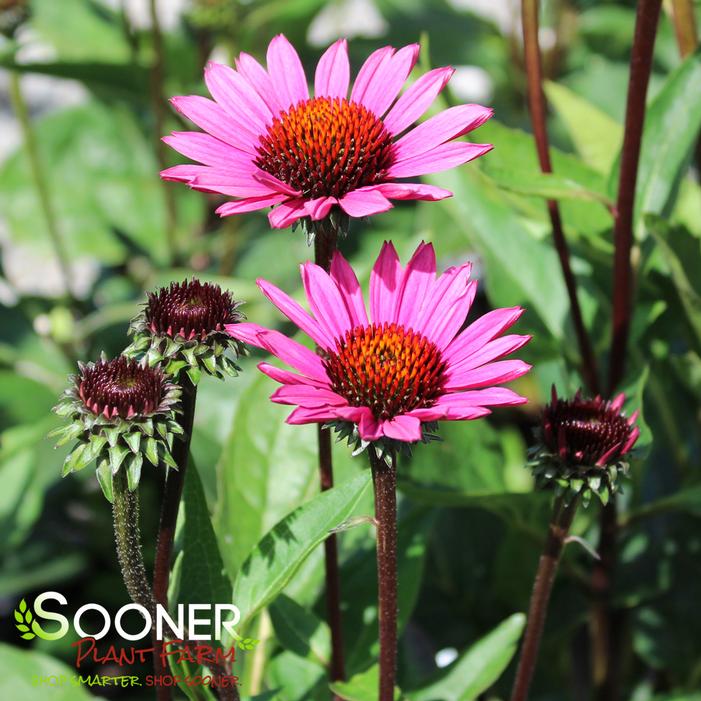 FATAL ATTRACTION CONEFLOWER