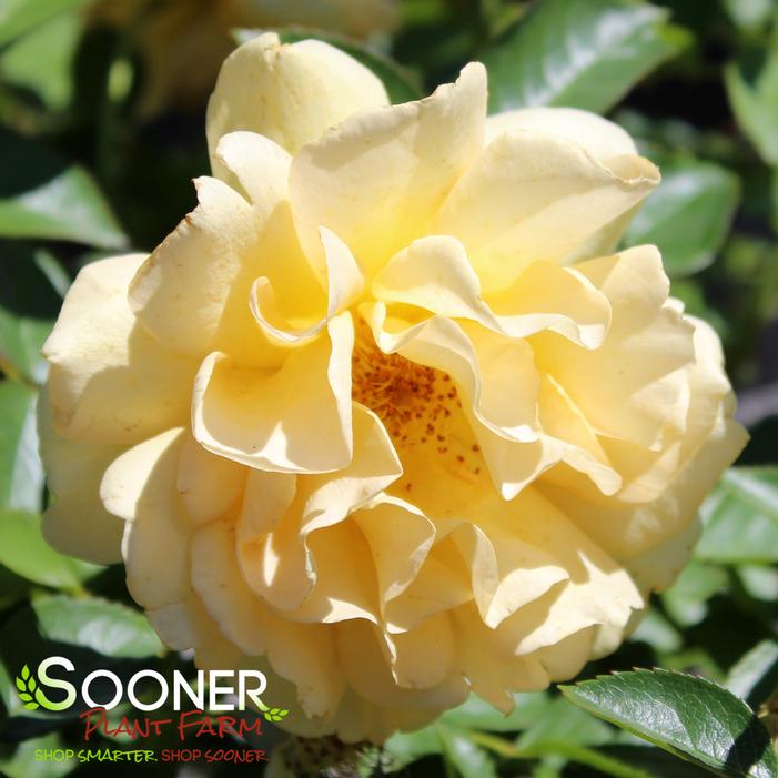JULIA CHILD FLORIBUNDA ROSE