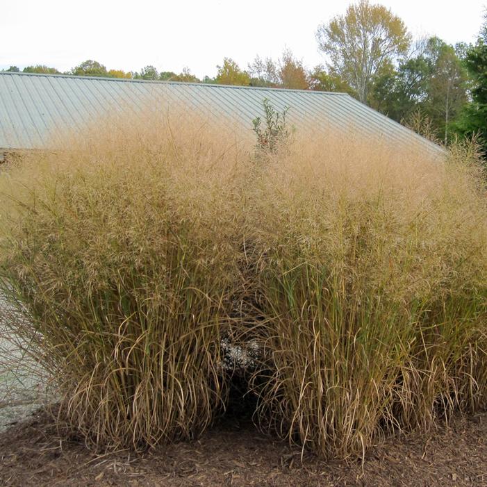 CLOUD NINE SWITCH GRASS