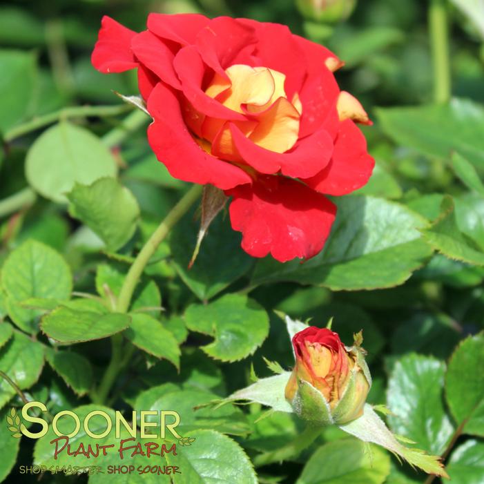 Image property of Sooner Plant Farm, Inc.