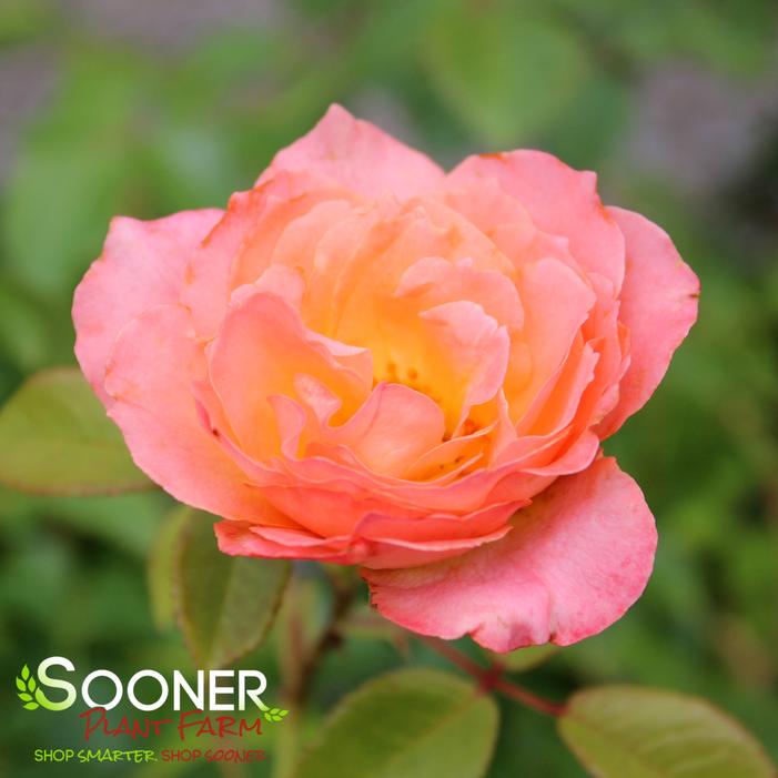 JUMP FOR JOY™ FLORIBUNDA ROSE