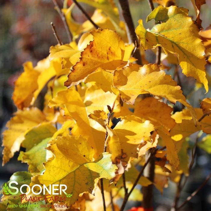 PARKLAND PILLAR® BIRCH