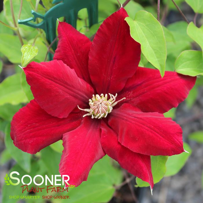 REBECCA™ CLEMATIS