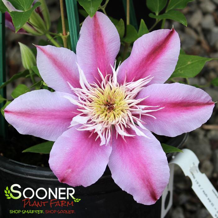 JOSEPHINE™ CLEMATIS