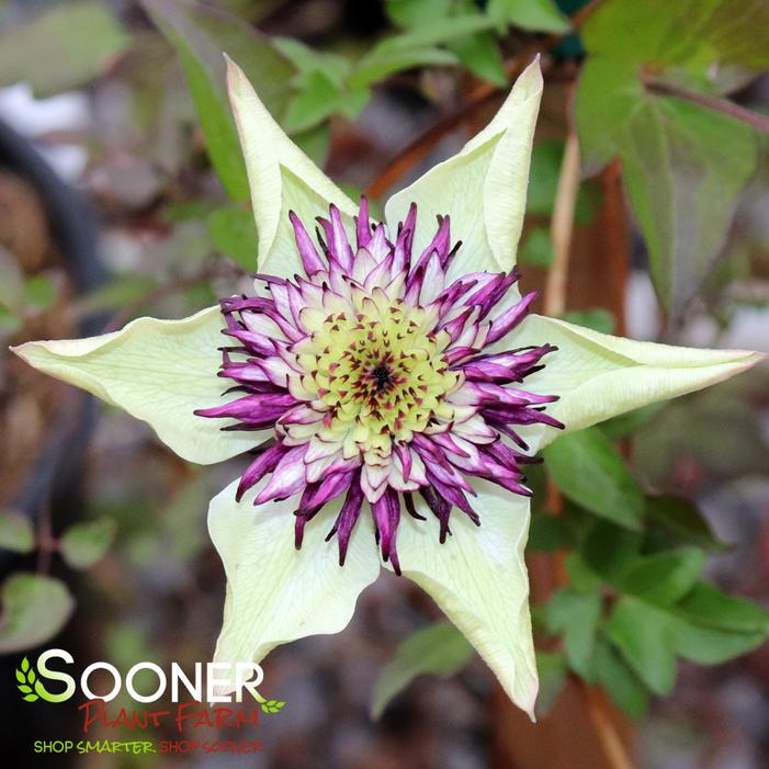 FLORIDA SIEBOLDII CLEMATIS