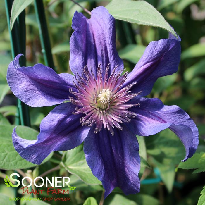SAPPHIRE INDIGO™ CLEMATIS