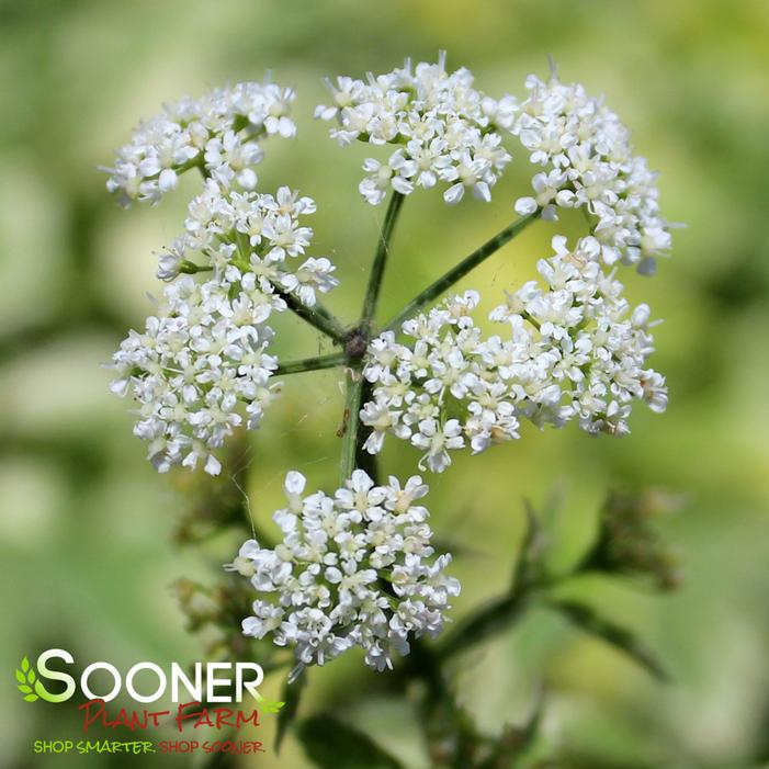BISHOP'S WEED