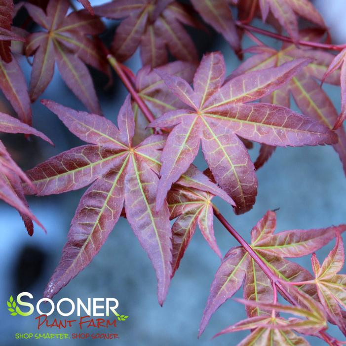 BENI HIME UPRIGHT JAPANESE MAPLE